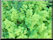 garden button