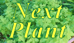 prior/next plant
