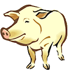 pig