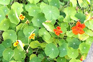 plant