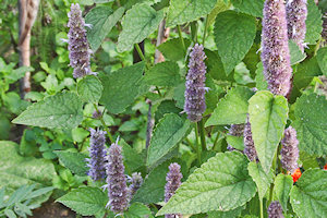 plant