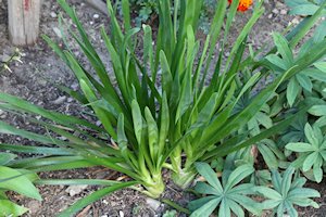 plant