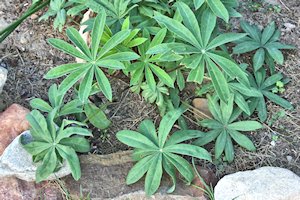 plant