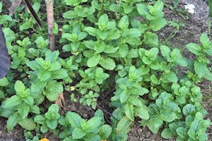 plant