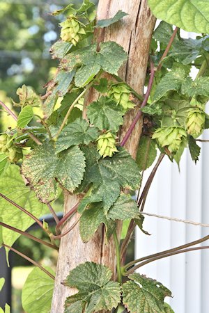 plant