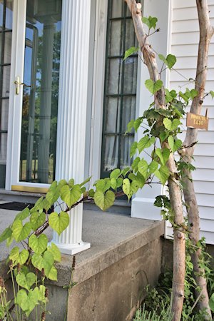 plant