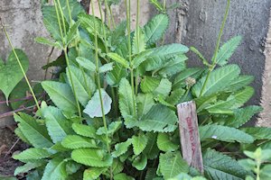 plant