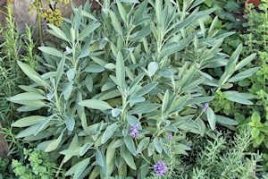 plant