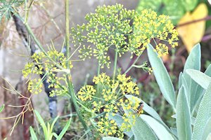 plant