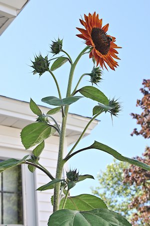 plant