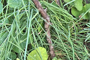 plant