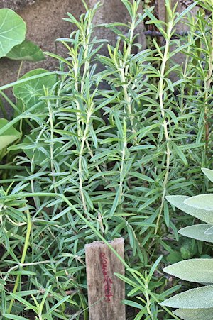 plant