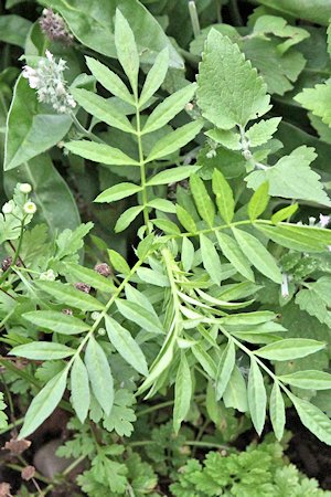 plant