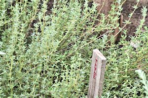 plant