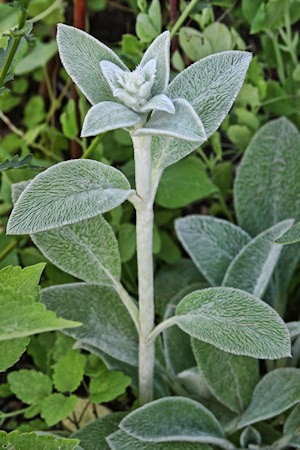plant