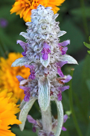 plant