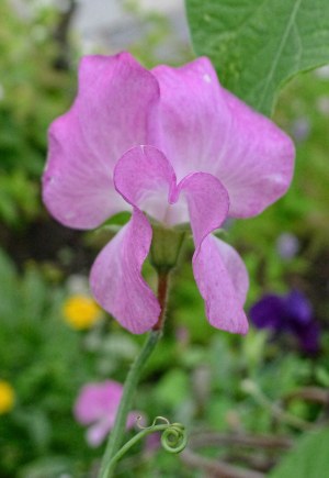 plant