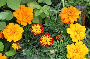 plant