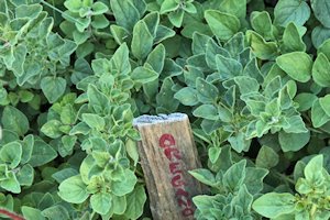 plant