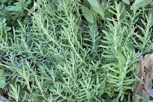 plant