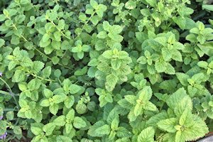 plant