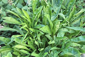 plant