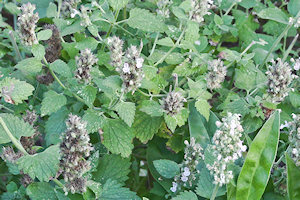 plant