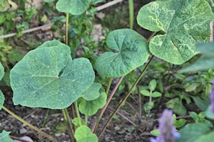 plant